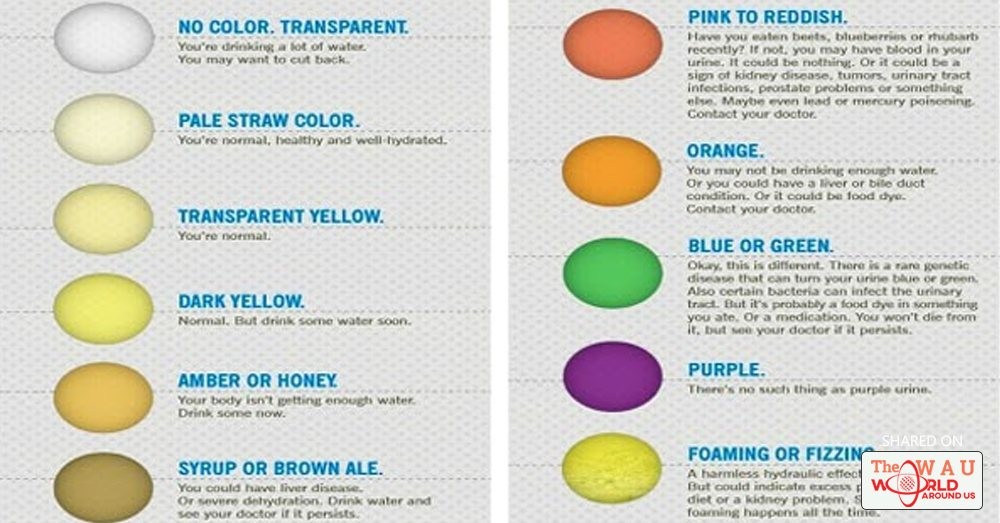 What The Urine Color Reveals About Your Health | Health | WAU